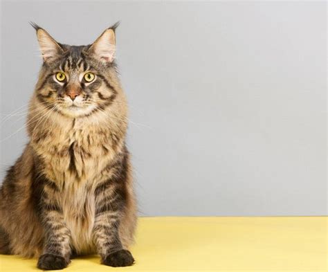 Maine Coon Cat Breed Complete Care Guide