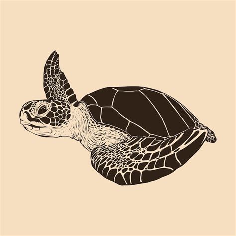 Premium Vector Sea Turtle Sketch Illustration Drawing Vector
