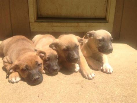 They are a highly intelligent breed that loves to show off when they get the chance. American bulldog & German Shepherd Mixed puppies for Sale in Gambrills, Maryland Classified ...