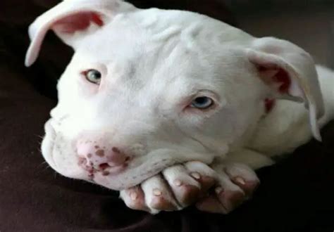White Pitbull Razões Por Que todo mundo ama este Cão raça Bully Bully americano diário The Bay