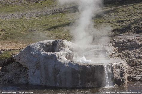 Get To Know Riverside Geyser Yellowstone Naturalist