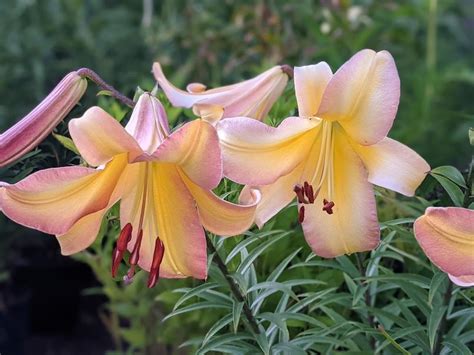 Photo Of The Entire Plant Of Trumpet Lily Lilium Rising Moon Posted