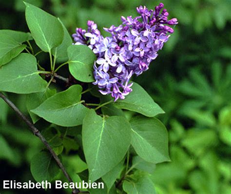 Common Purple Lilac