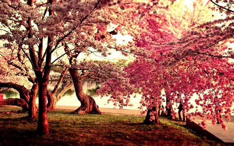 Cherry Blossom Tree Wallpaper 45 1920x1200