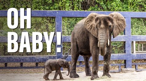 Disneys Animal Kingdom Welcomes New Baby Elephant
