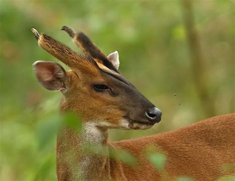 The muntjac deer is also known as the barking deer because bark like a dog. Javan Muntjak - Muntiacus muntjak (With images) | Bizarre ...