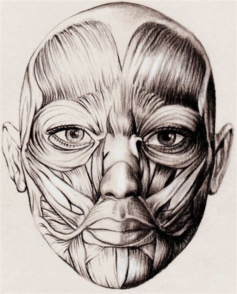 Anatomic Study 11 580×720 Pixels Anatomy Drawing Drawing Male