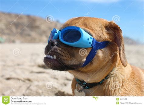 Doggles Stock Image Image Of California Beagle Puggle