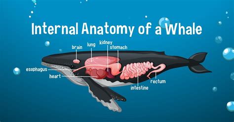 anatomía interna de una ballena con etiqueta 1970230 Vector en Vecteezy