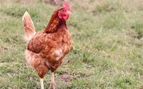 Chicken Breeds That Lay The Largest Brown Eggs Learnpoultry
