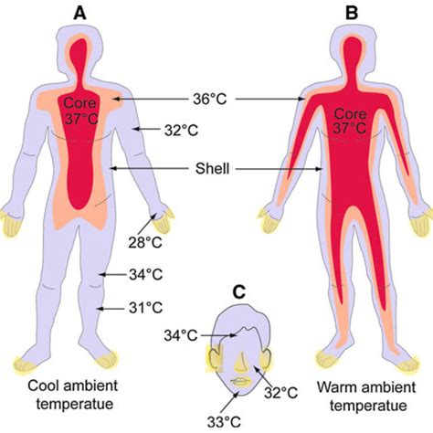 Diagrammatic Illustration Of Body Temperature In The Human Body A In Download Scientific