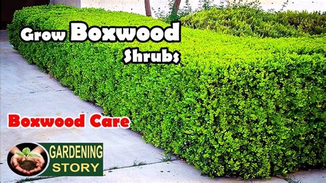 Nature hills is america's largest online plant nursery. How To Grow Boxwood Shrubs | Boxwood Care - YouTube