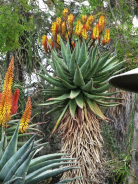 Aloe Spectabilis Indigenous South African Succulent 10 Seeds