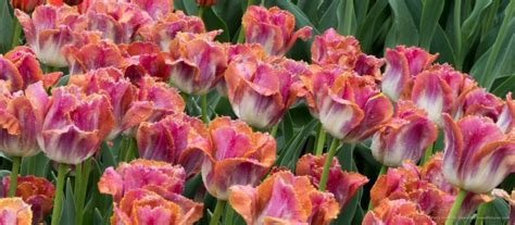 Sunset Miami Fringed Tulips Beautiful Flower Pictures Blog