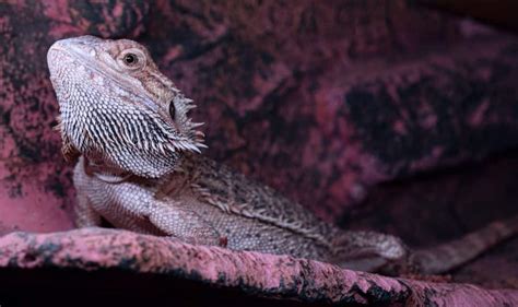 7 Interesting Facts About Bearded Dragons Petsvills