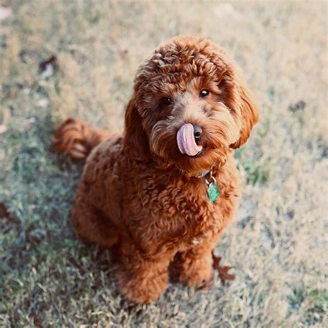 Pin By Lovedog On Hot Schmaltz Instagram Dogs Dog Sitting Dog Love