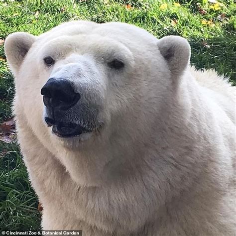 Male Polar Bear Kills Female Polar Bear At Detroit Zoo Daily Mail Online