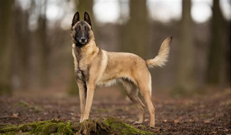 Belgian Malinois Breed Facts And Information Petcoach