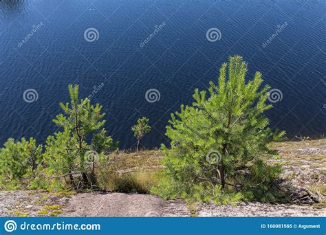 Pine Trees On The Rocky Shore Stock Image Image Of Forest Outdoors