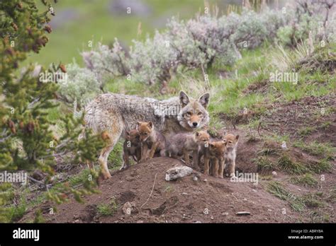 Coyote Mother And Pups At Den Stock Photo Alamy