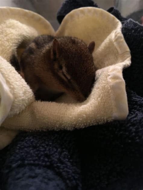 I Found A Baby Chipmunk The Other Day If There Is One Thing Im Not
