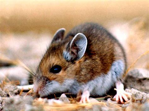 Hemorrhagic fever with renal syndrome (hfrs). hantavirus: Hantavirus Cure