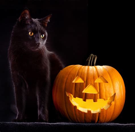 Trick Or Treat Halloween Can Be Scary Nova Cat Clinic