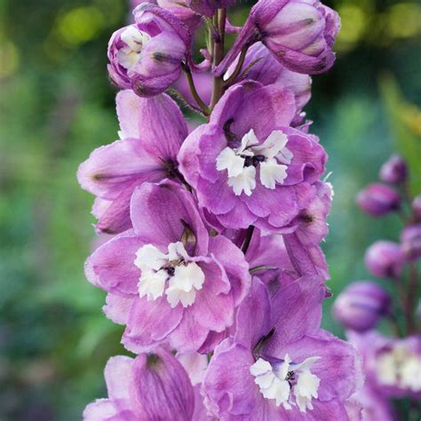 Delphinium Magic Fountains Cherry Blossom J Parker Dutch Bulbs