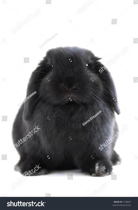 Black Holland Lop Bunny Rabbit Isolated On White Background Stock Photo
