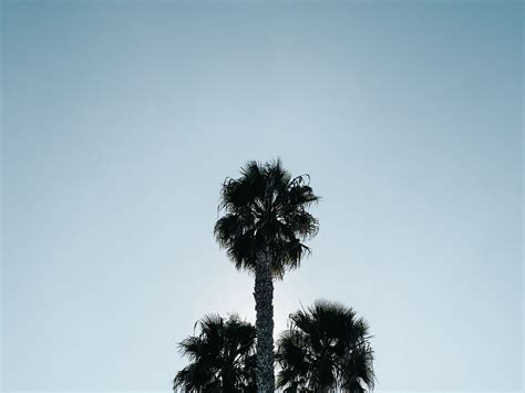 Download Wallpaper 1280x960 Palm Trees Leaves Branches Sky Standard