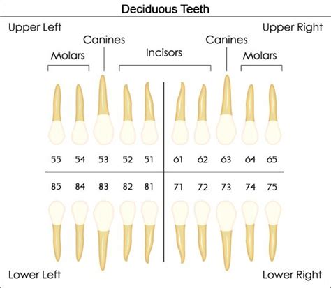 Dental Charts To Help You Understand The Tooth Numbering System