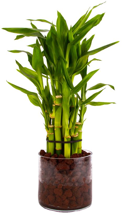 Lucky Bamboo In Glass Vase With Lava Rock Lucky Bamboo Bamboo Care