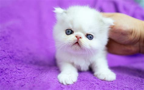 Download Wallpapers White Fluffy Kitten Small Cute