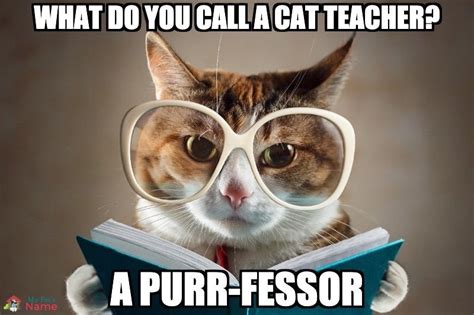 Cat Puns Jokes Funny Puns Bad Cats Cat Person Punny Purrfect