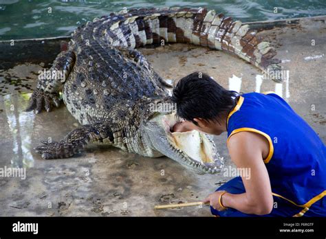 a crocodile handler puts his hand in a crocodile s mouth during a show at the samphran elephant