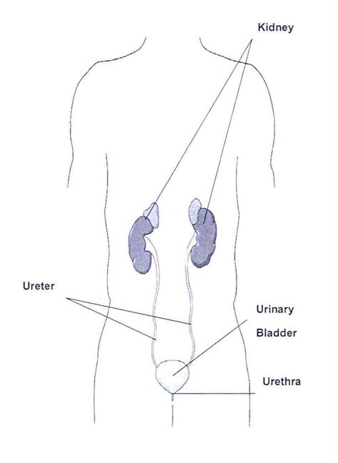 Anatomical References Human Body Systems Organs A Rescuer