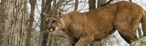 Cougar Habitat And Distribution Feline Facts And Information