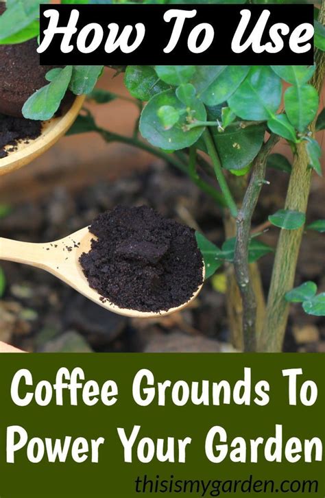 List Of Plants That Like Coffee Grounds Plant Ideas