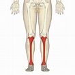 File:Tibia - frontal view.png - Wikimedia Commons