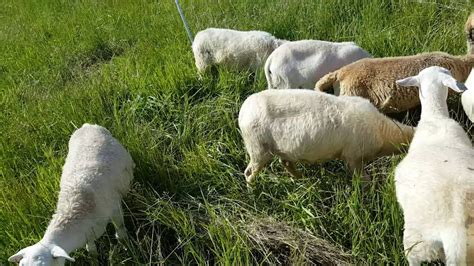 semper grazing ranch 2016 katahdin breeding stock for sale youtube