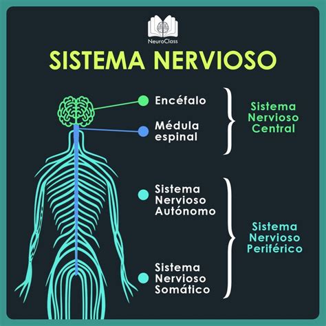 Infografías NeuroClass Sistema nervioso Anatomia del cerebro