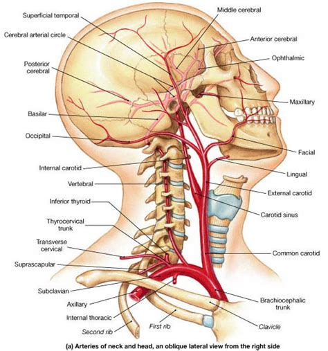Describe the vertebral artery enlist the major veins supplying head and neck. La céphalée d'origine cervicale - ostéopathe mandelieu, fréjus