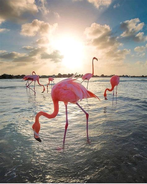 Flamingos Pink Bird Animal Hd Phone Wallpaper Peakpx