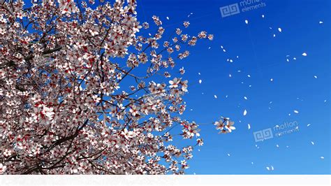Cherry Blossom Falling Petals Slow Motion Stock Video Footage 11364932