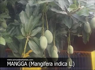 Klasifikasi Dan Morfologi Tanaman Mangga Mangifera Indica
