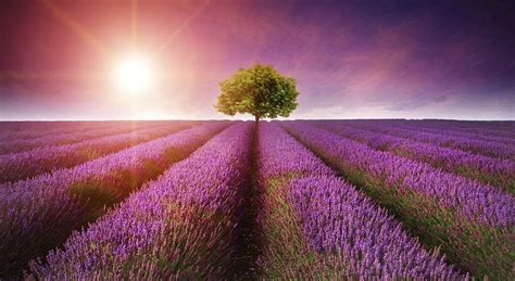 Doterra Lavender Field Your Lifeyour Healthbe Empowered