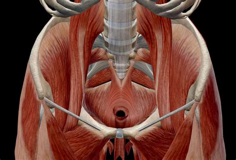 Men S Pelvic Floor Muscle Anatomy