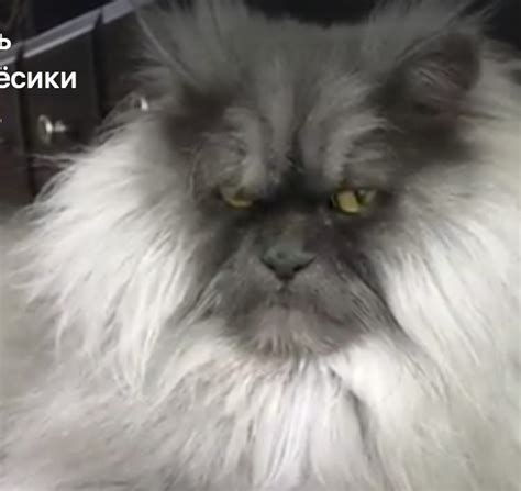 Создать мем гималайский кот самый страшный и злой кот в мире злой