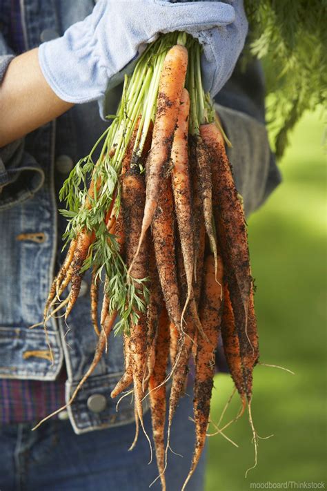 6 Ways To Prep Your Soil For Better Carrots Hobby Farms Growing