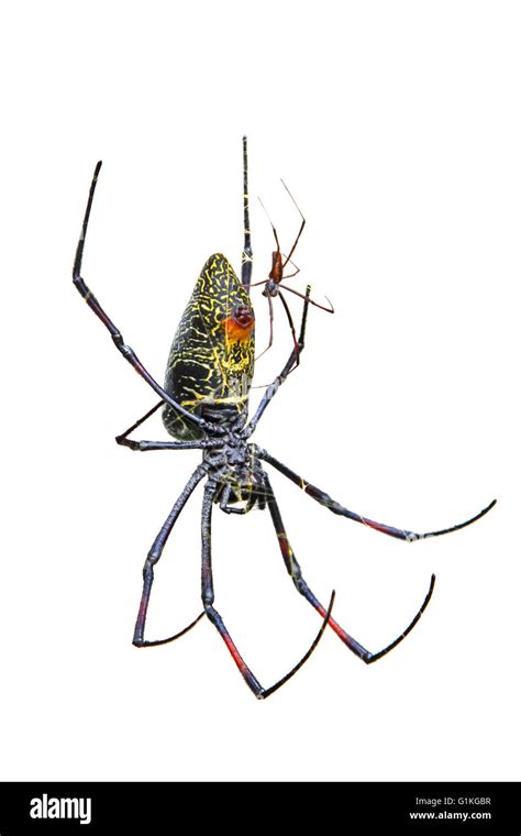 Golden Orb Weaver Spiders Mating Hi Res Stock Photography And Images